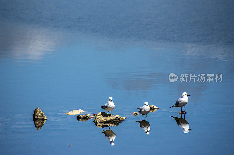 在新西兰的一个湖里，一排等待钓鱼的海鸥