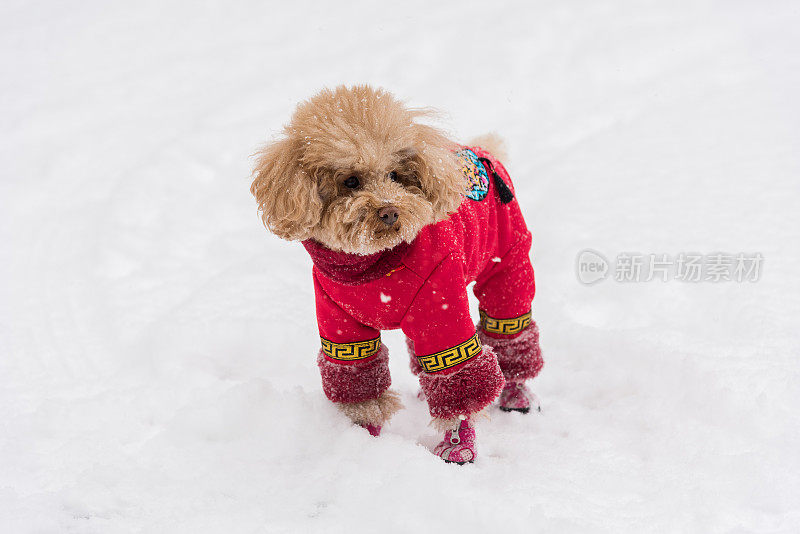 雪天里，泰迪狗穿着中国的衣服和鞋子在雪地里玩耍