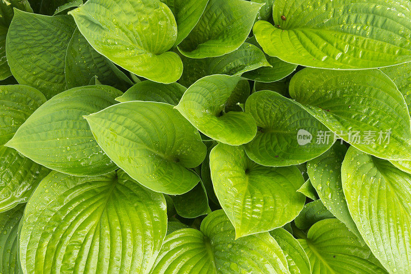 年轻的叶玉簪属草本植物。雨中植物的叶子