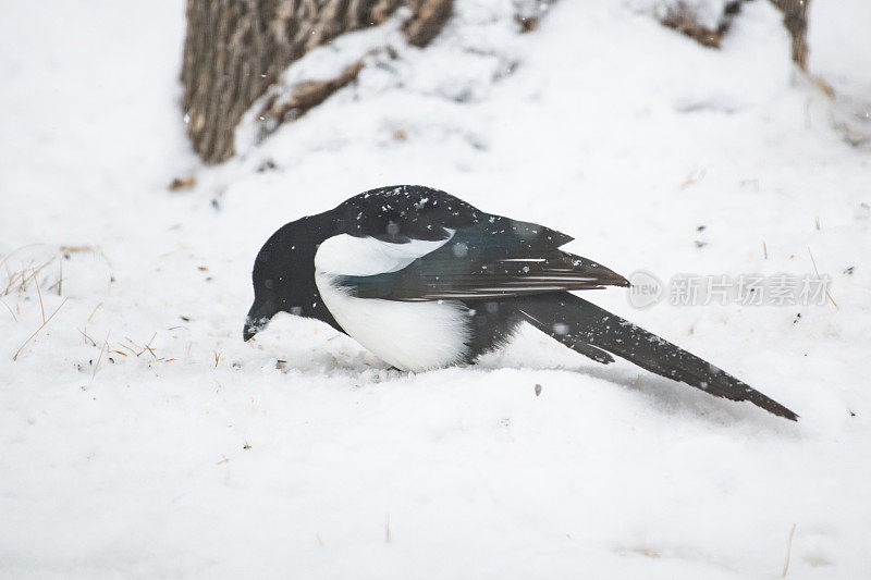 黑嘴喜鹊在雪地上吃东西