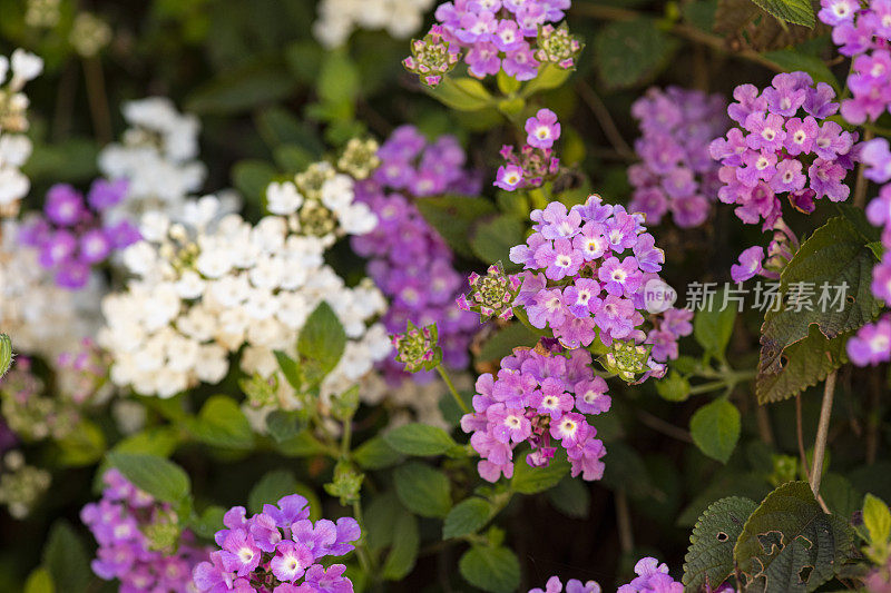 紫白花