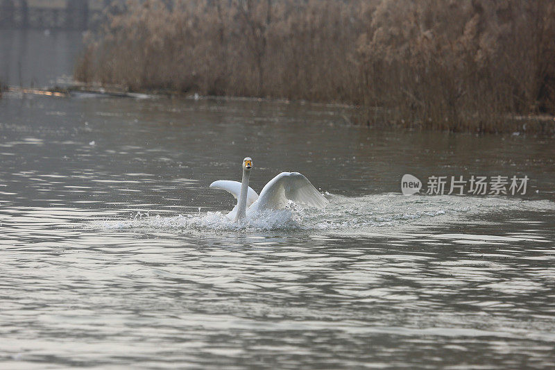 湖面上飞翔的白天鹅