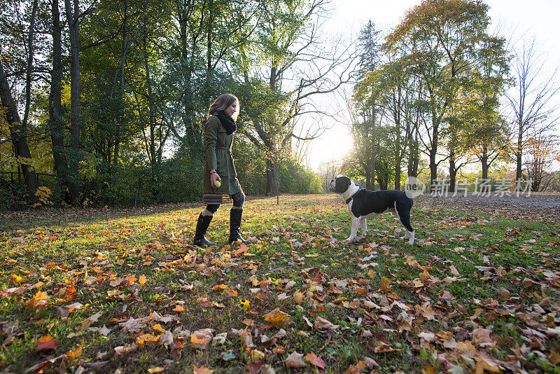 英国斗牛犬在等待主人