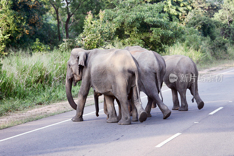 一群大象在哈巴拉纳附近的路上