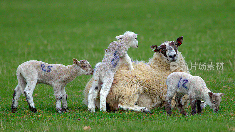 三只小羊羔围着一只母羊玩