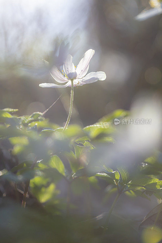 五叶银莲花梦幻