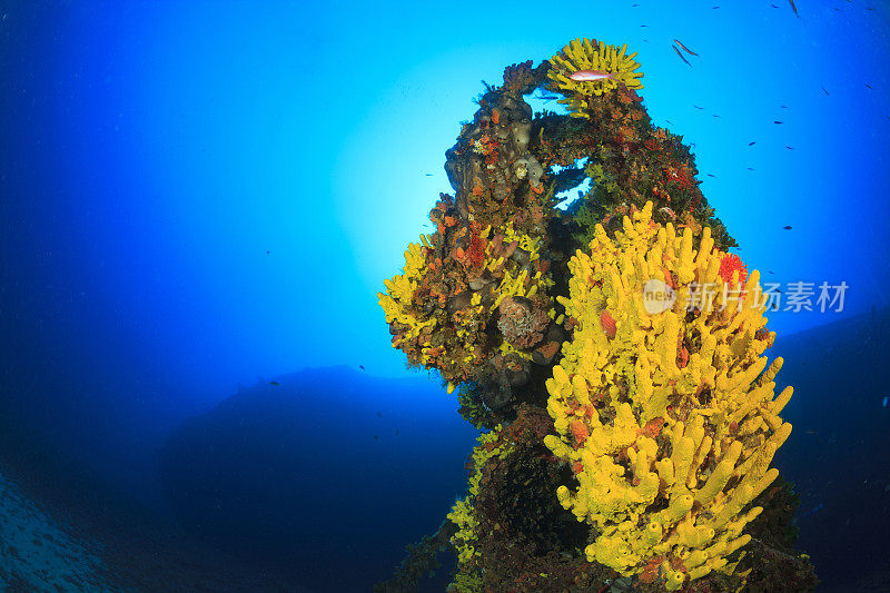 水下黄色海绵深海海洋生物地中海深海潜水者的观点