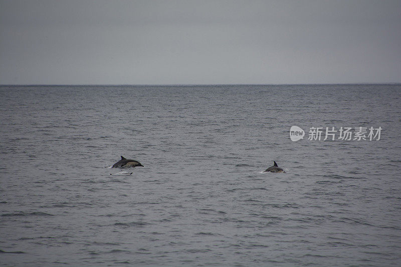 海峡群岛国家公园附近，海豚跃出水面