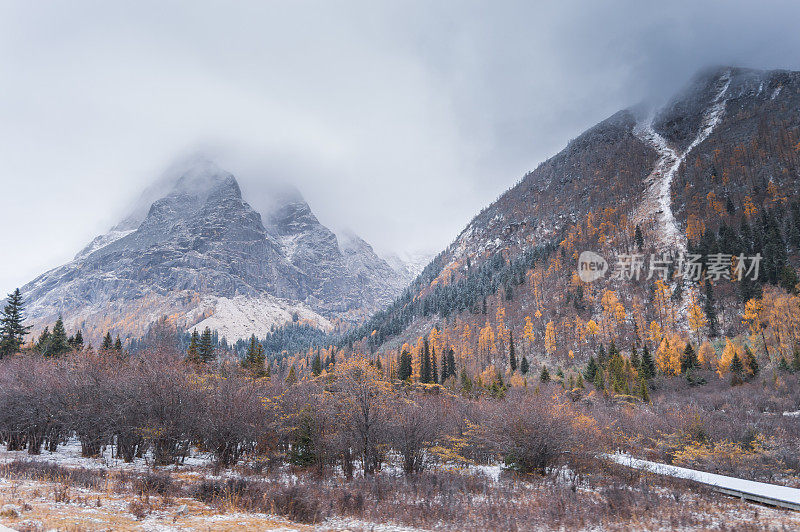 森林和树木景观纹理背景，色彩斑斓的自然景观风景亚丁，香格里拉，中国，西藏山区的秋天