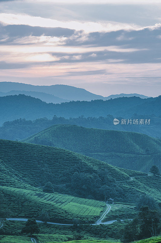 清晨在卡梅隆高地的茶园里种植茶树