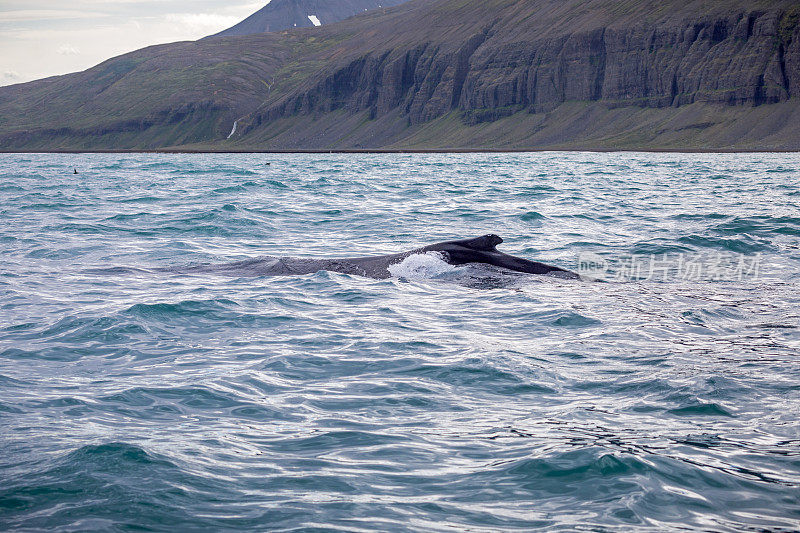 潜水座头鲸的背鳍