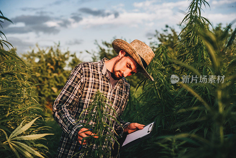 男性科学家正在检查大麻田