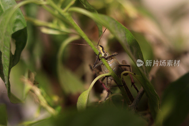 蚱蜢坐在天然植物上