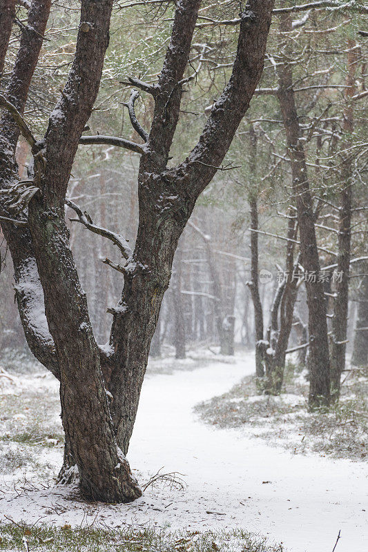 在一个刚刚下过雪的寒冷冬日里，在一片白雪覆盖的松树林中的小路上