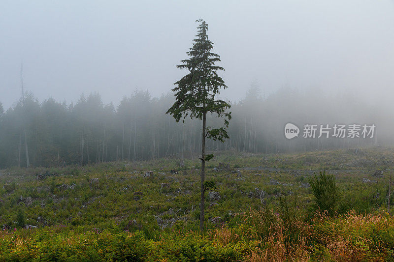 一片被砍伐的森林里的一棵孤独的树