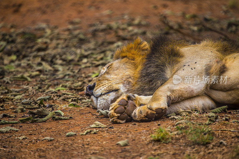 一只小狮子在地上休息。参观重要的内罗毕孤儿院，收容未受保护或受伤的动物。肯尼亚