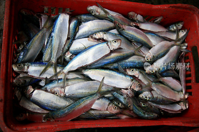 沙丁鱼港的鱼类贸易