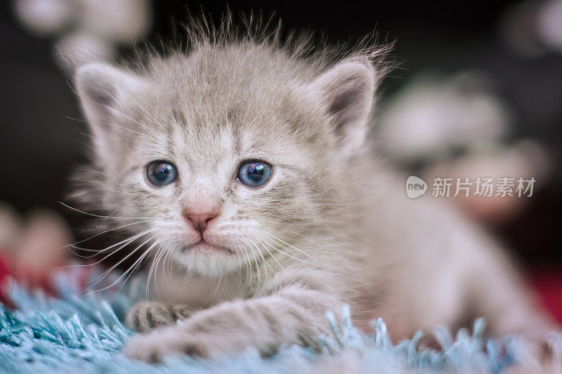 刚出生的小猫