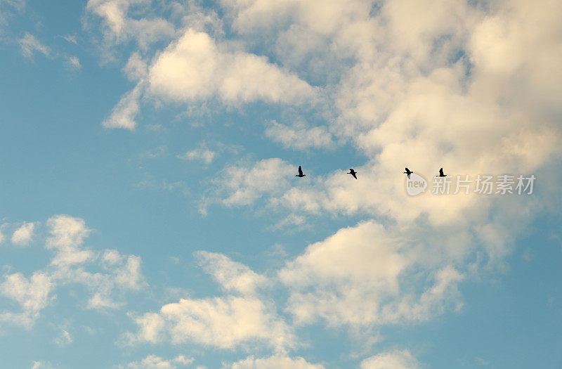 四只加拿大鹅在晨云中飞翔