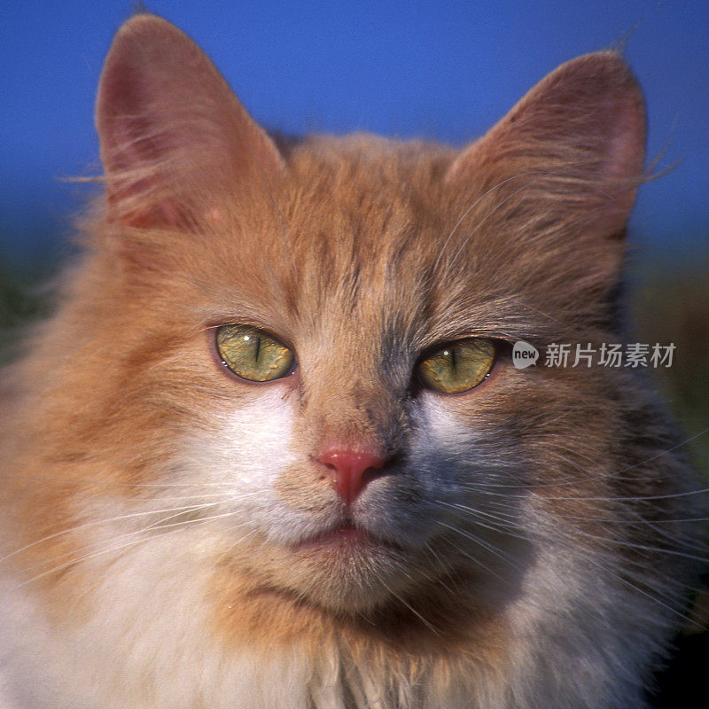 姜猫肖像