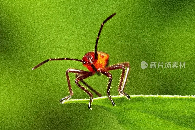 红棉虫在绿叶上看着相机。