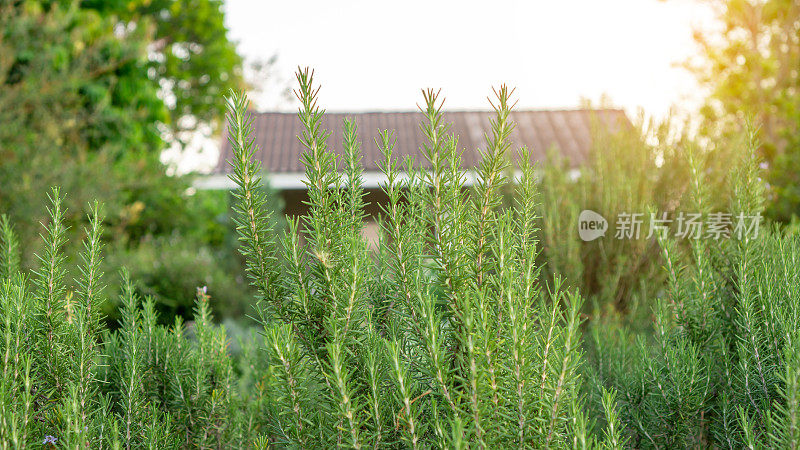 迷迭香是一种可食用的多年生木本植物，在传统的英国小屋后院种植感官花园，在迷人和良好维护园林绿化一所房子
