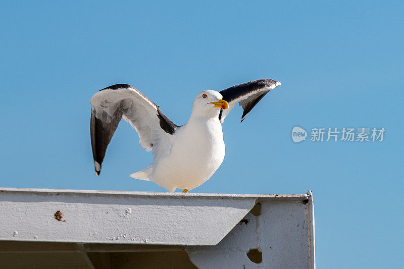 小黑背鸥起飞