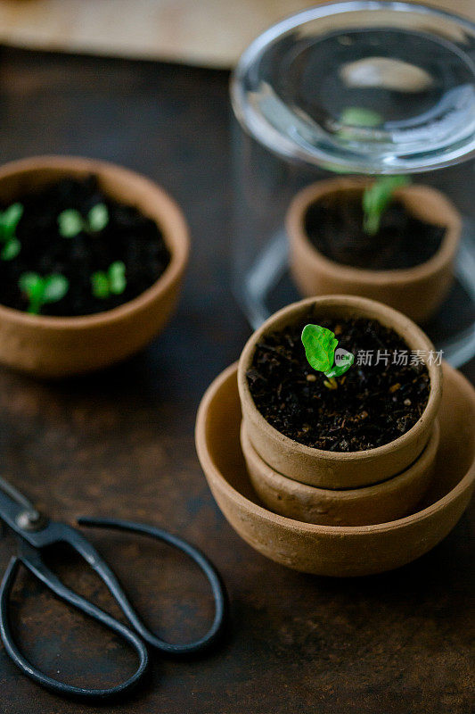 种植物幼苗的陶土小盆。玻璃被放置在甜菜上