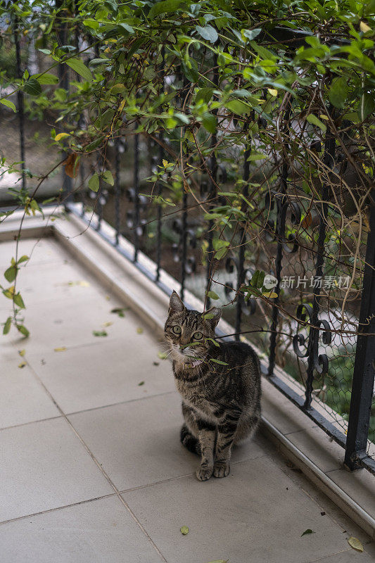 阳台上的野猫越来越近了