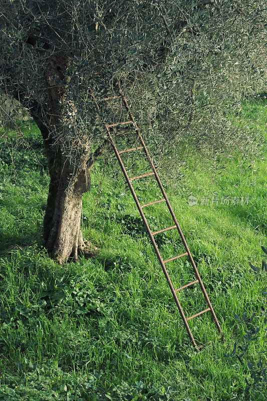 一个旧梯子靠在一棵橄榄树上