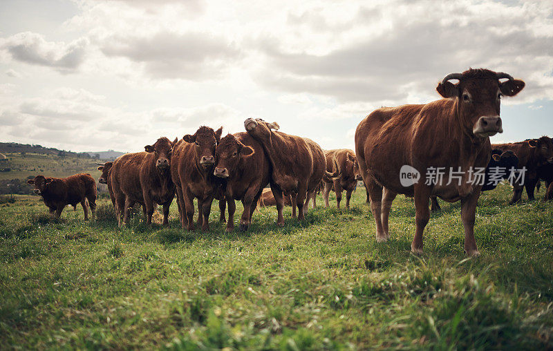 这里没有牛肉，有很多爱