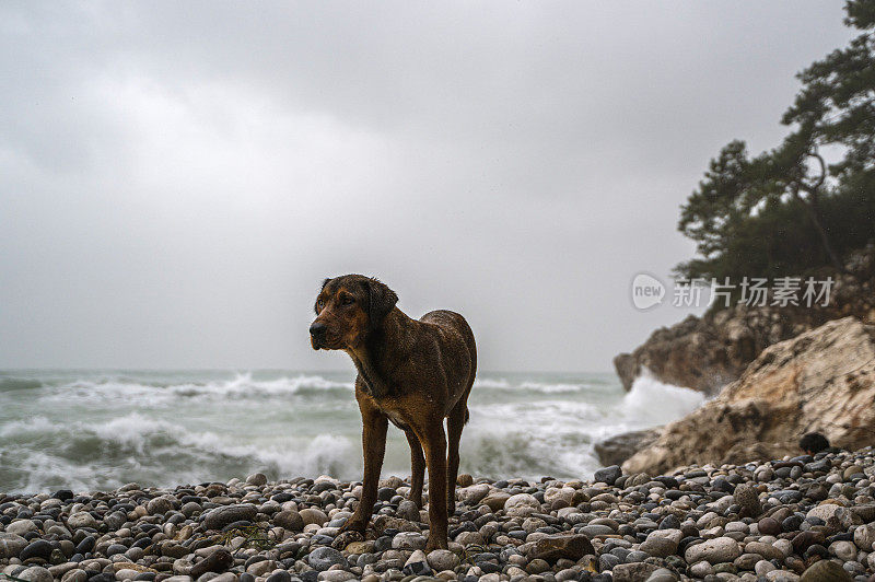 下雨天在海滩上寻找食物的流浪狗