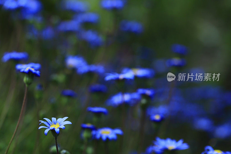 雏菊蓝色Gazania特写花拷贝空间