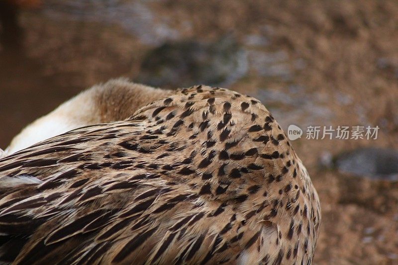 伊赫拉拉山谷梅伦迪兹河旁的棕色羽毛鹅翼