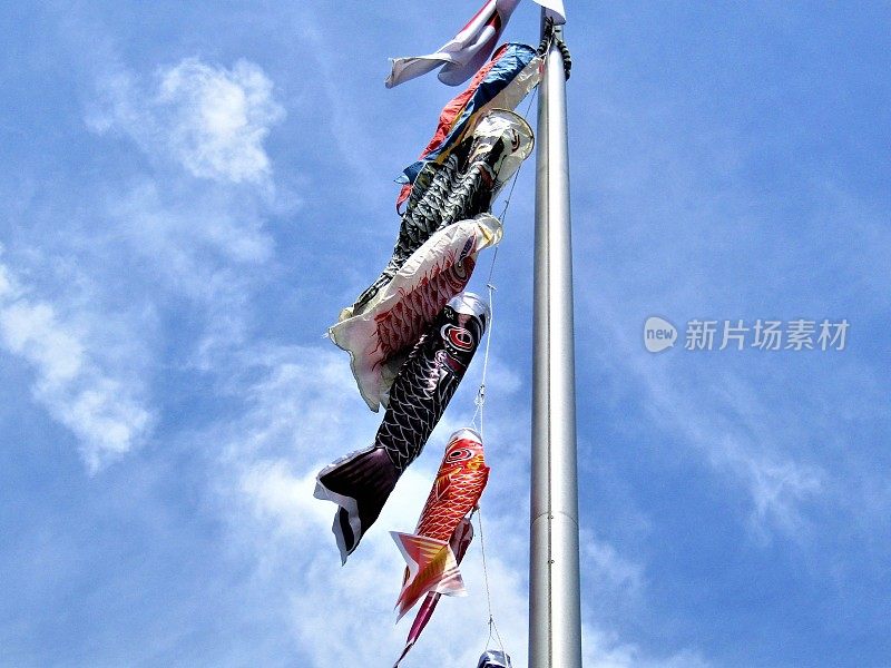 日本。4月底。Koinobori。日本传统鲤鱼形状的风帽。