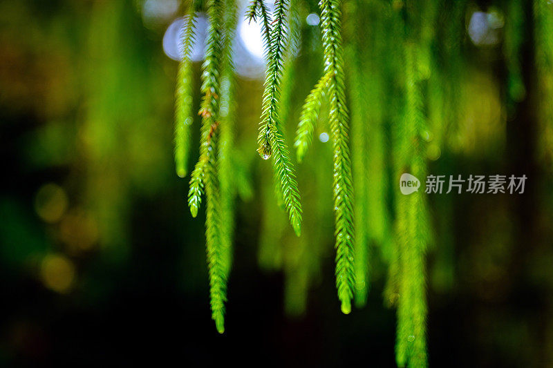 雨林中的雨滴，卡胡朗吉国家公园