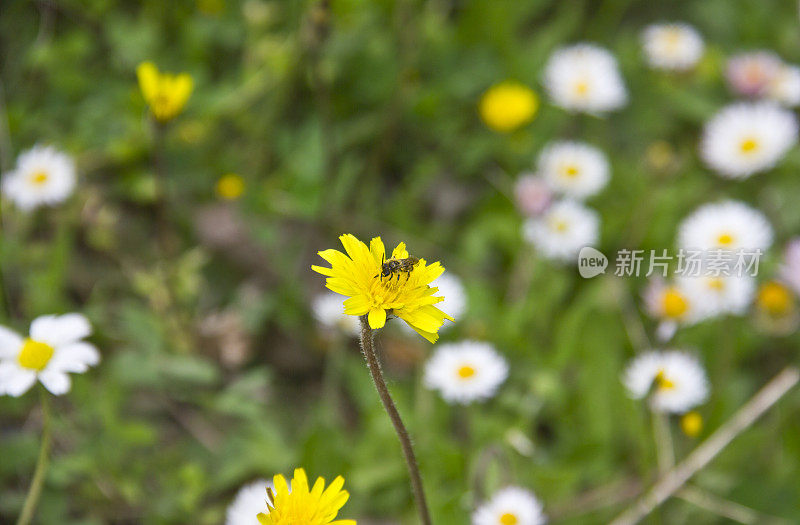 大黄蜂在黄雏菊上