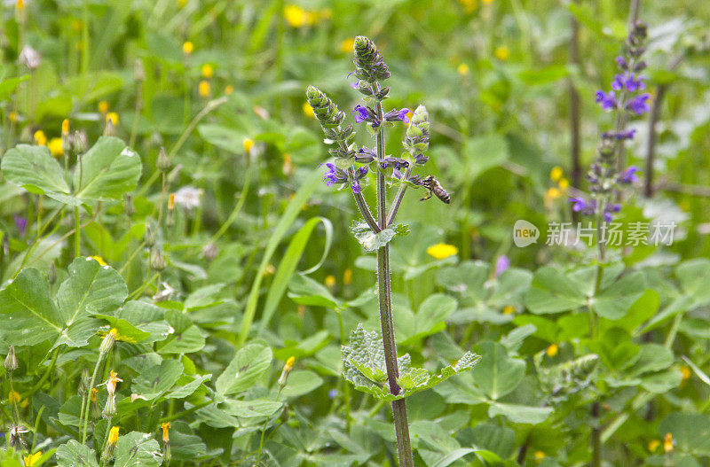 大黄蜂在紫色羽扇豆花周围飞舞