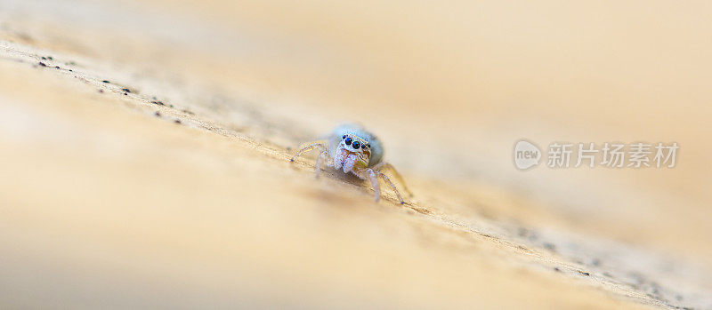 在微距拍摄Salticidae蜘蛛