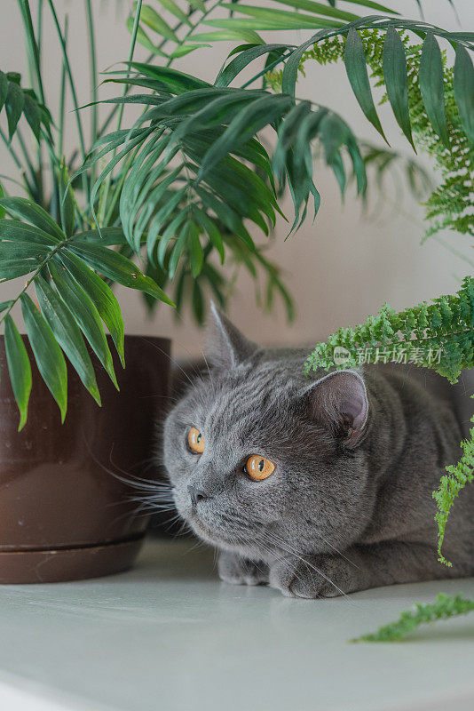 猫坐在家里的植物附近