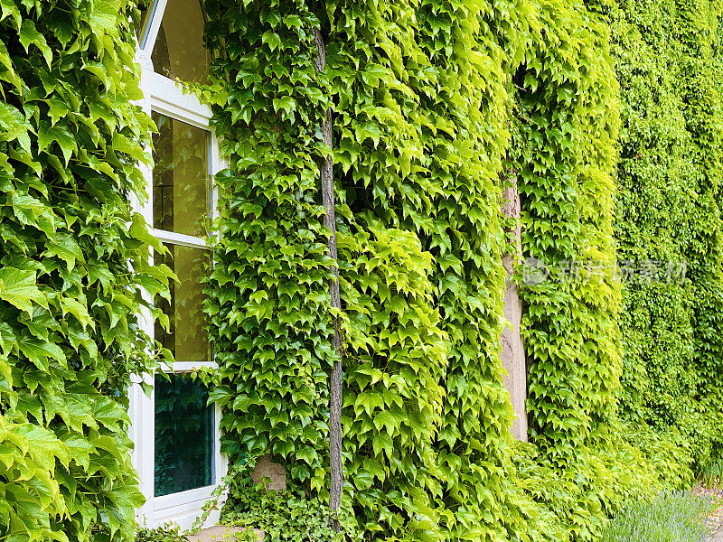 爬满常春藤的墙，可见一扇窗户