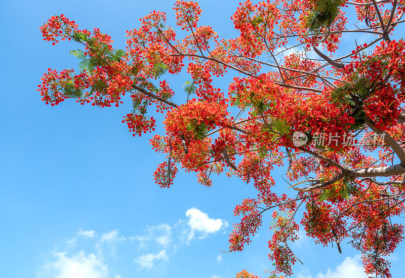 红色的皇家poinciana花盛开在夏天