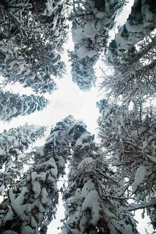 雪顶