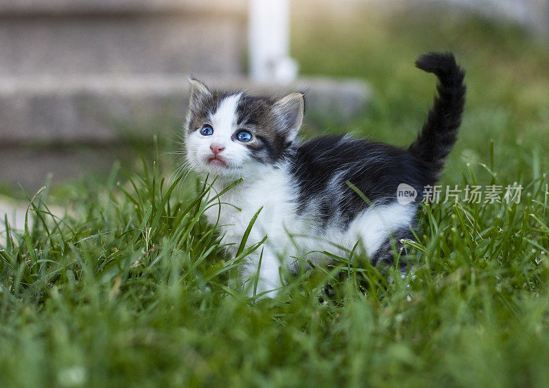 小灰猫，翘着尾巴，蓝眼睛，在草地上走着