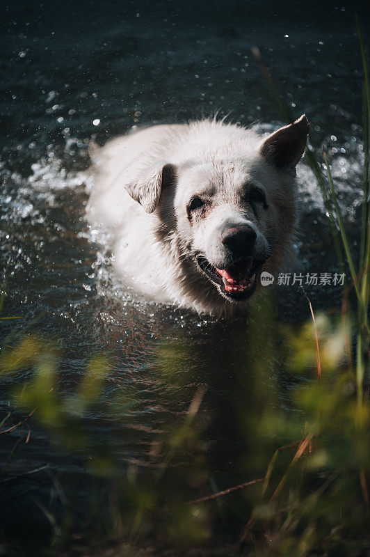 白色瑞士牧羊犬浮出水面