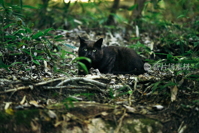 黑猫住在森林里