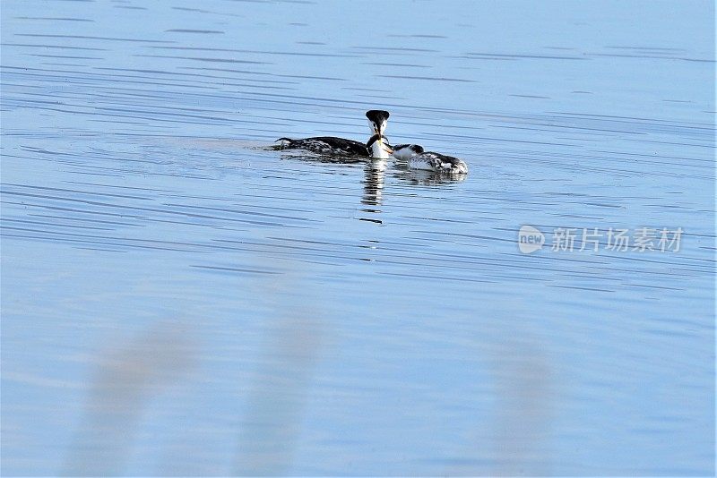 克拉克鸊鷉给后代喂鱼