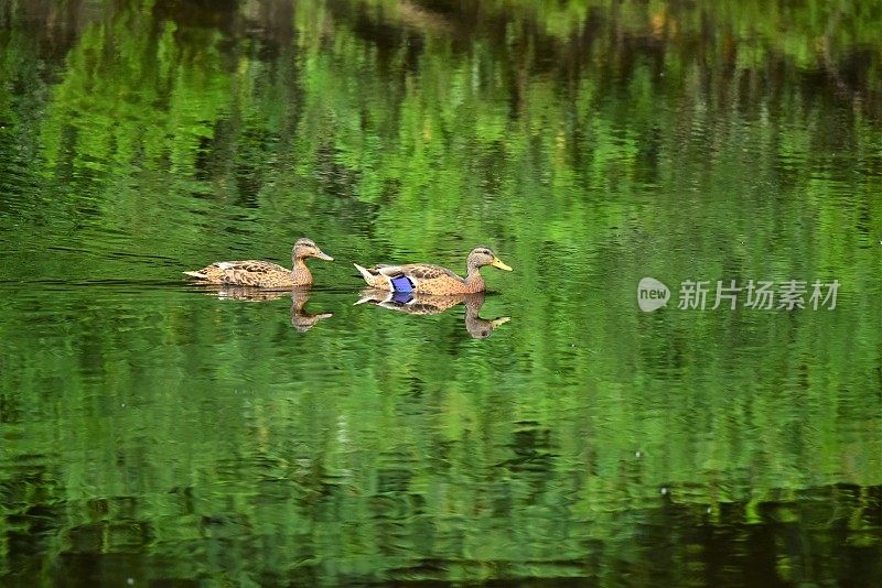 雄性和雌性绿头鸭会游泳