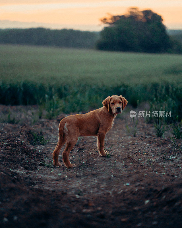 黄昏时分田野里的金毛寻回犬