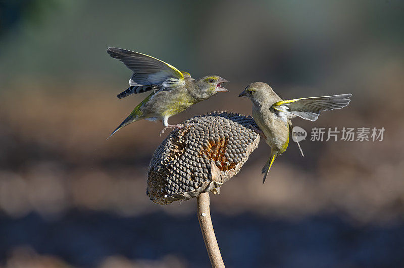 绿雀为向日葵争吵